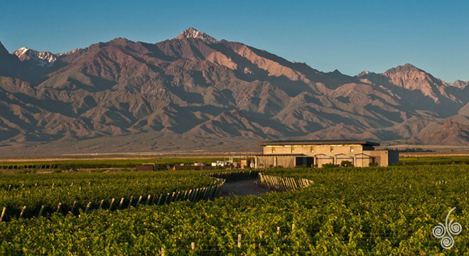 The Vines